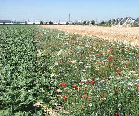Ökologische Vorrangflächen Feldränder Breite 1 bis 20 Meter Keine landwirt.