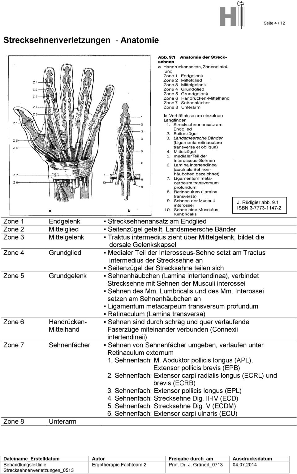 Zone 5 Grundgelenk Sehnenhäubchen (Lamina intertendinea), verbindet Strecksehne mit Sehnen der Musculi interossei Sehnen des Mm. Lumbricalis und des Mm.