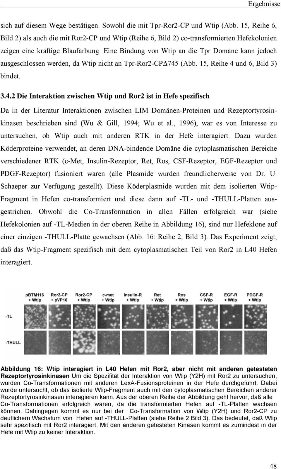 Eine Bindung von Wtip an die Tpr Domäne kann jedoch ausgeschlossen werden, da Wtip nicht an Tpr-Ror2-CP 745