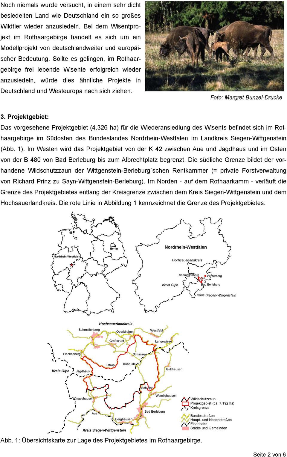 Sollte es gelingen, im Rothaargebirge frei lebende Wisente erfolgreich wieder anzusiedeln, würde dies ähnliche Projekte in Deutschland und Westeuropa nach sich ziehen. Foto: Margret Bunzel-Drücke 3.