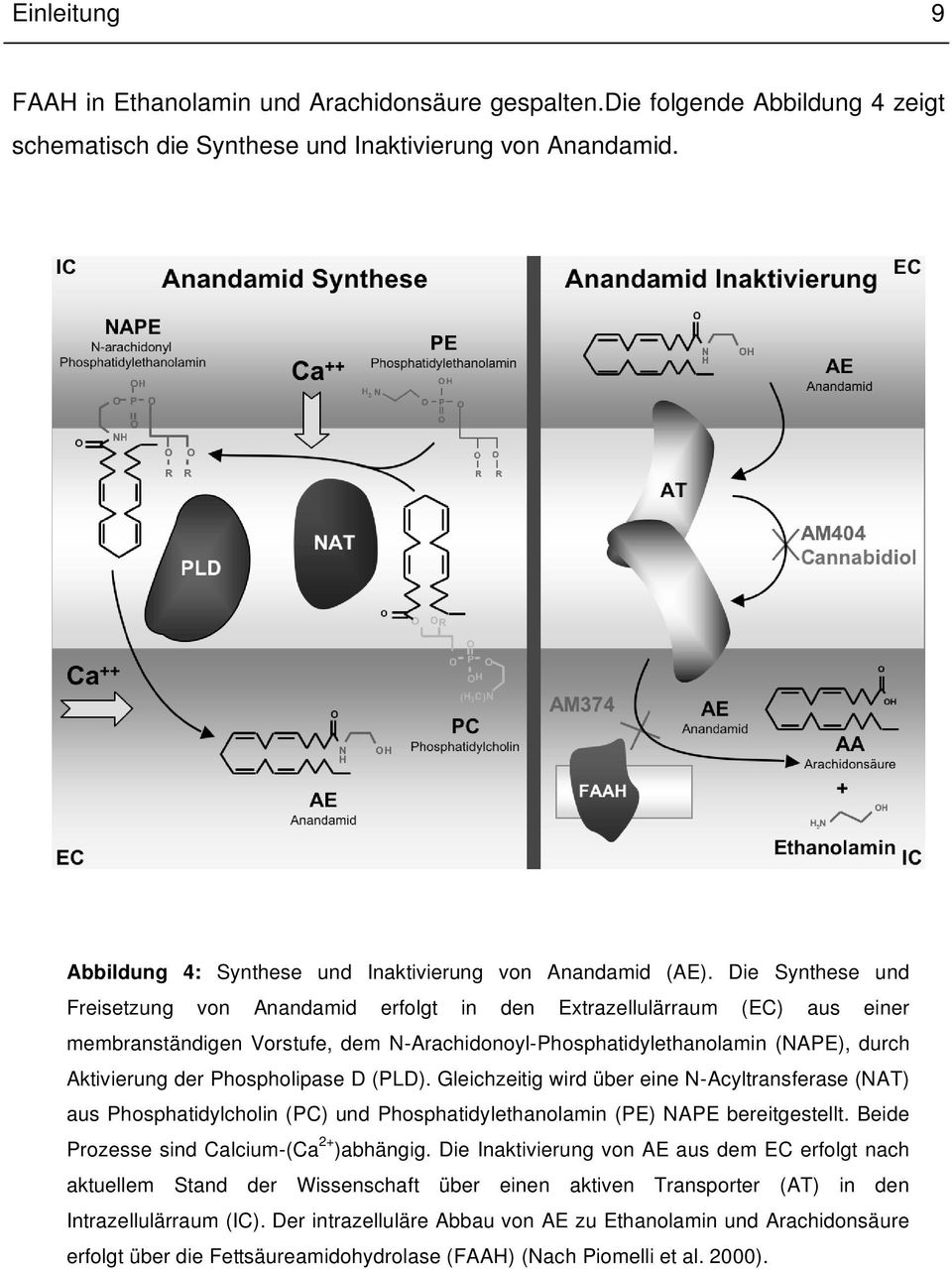 Die Synthese und Freisetzung von Anandamid erfolgt in den Extrazellulärraum (EC) aus einer membranständigen Vorstufe, dem N-Arachidonoyl-Phosphatidylethanolamin (NAPE), durch Aktivierung der