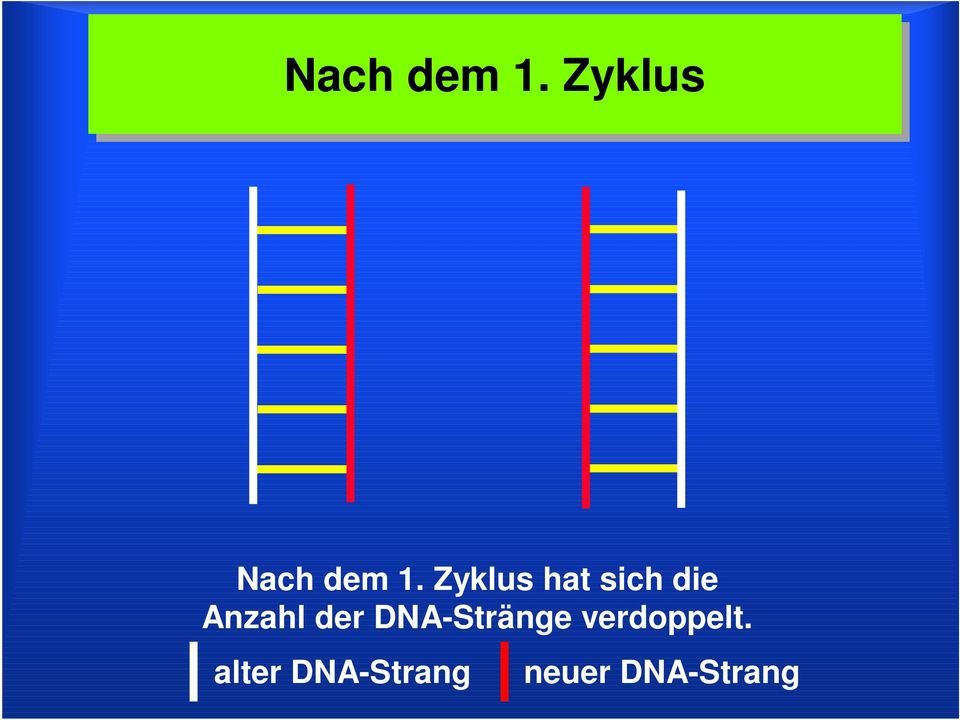 der DNA-Stränge verdoppelt.