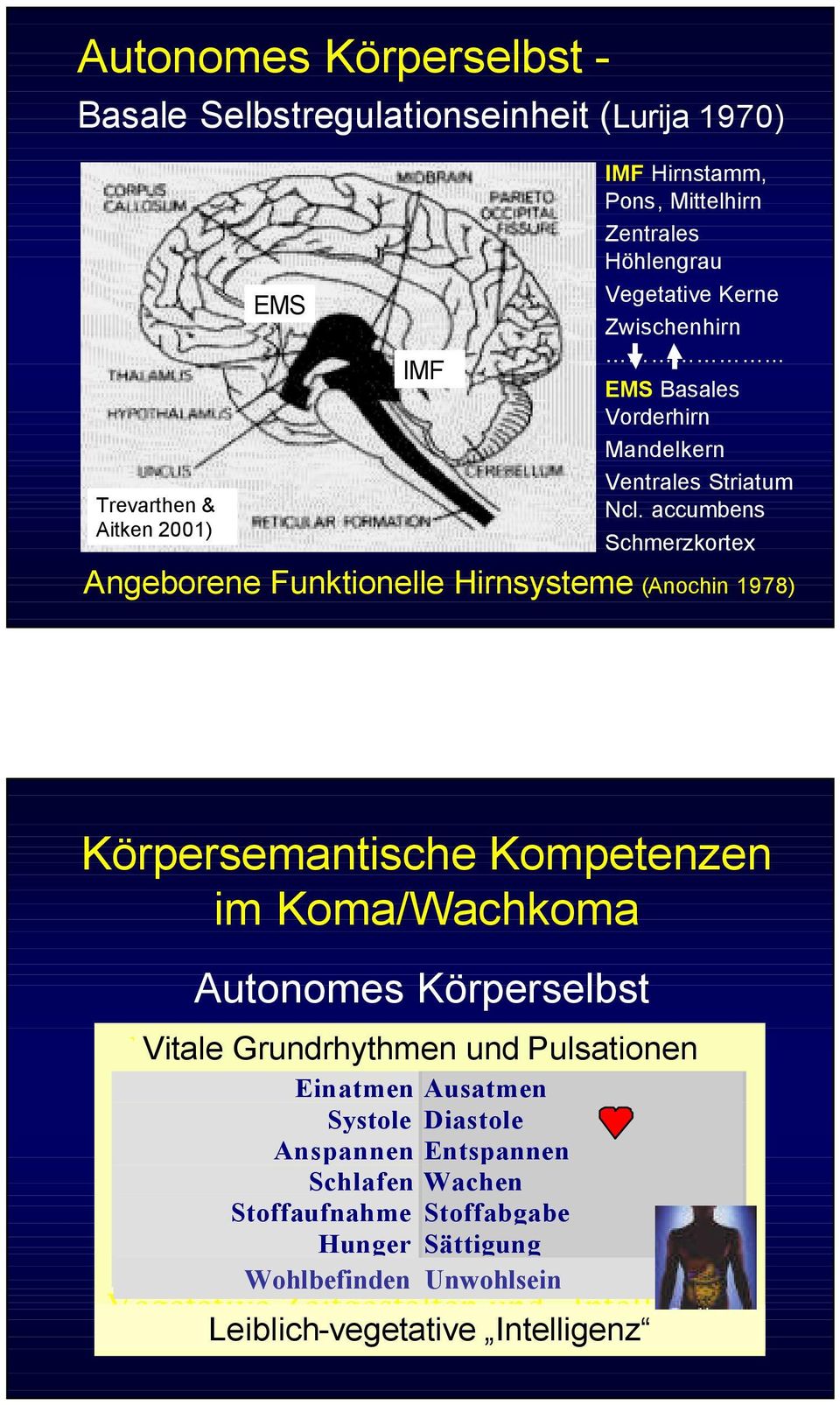 accumbens Schmerzkortex Angeborene Funktionelle Hirnsysteme (Anochin 1978) Körpersemantische Kompetenzen im Koma/Wachkoma Autonomes Körperselbst Vitale