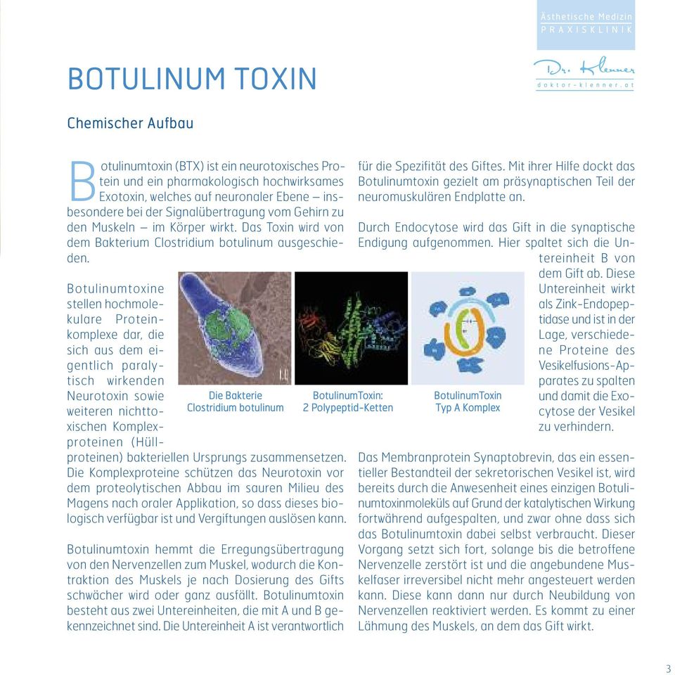 Die Bakterie Clostridium botulinum Botulinumtoxine stellen hochmolekulare Proteinkomplexe dar, die sich aus dem eigentlich paralytisch wirkenden Neurotoxin sowie weiteren nichttoxischen