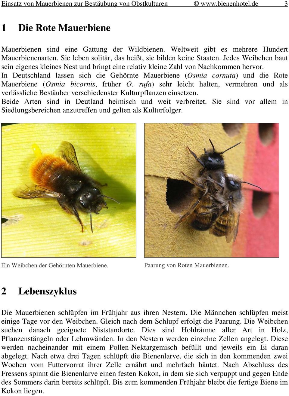 In Deutschland lassen sich die Gehörnte Mauerbiene (Osmia cornuta) und die Rote Mauerbiene (Osmia bicornis, früher O.