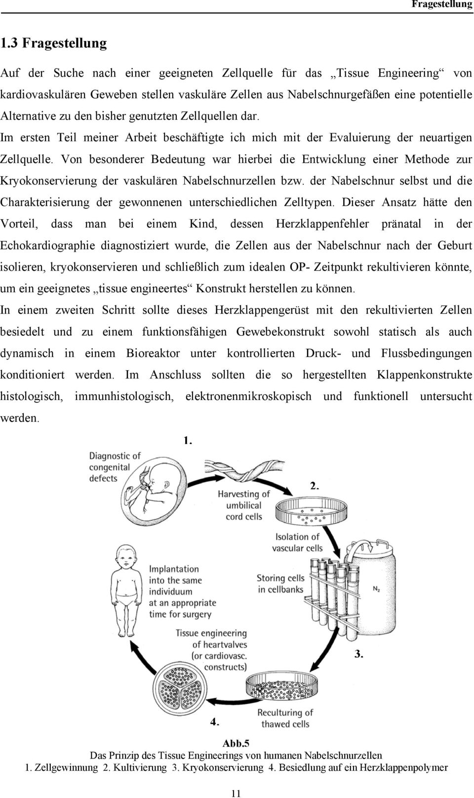 den bisher genutzten Zellquellen dar. Im ersten Teil meiner Arbeit beschäftigte ich mich mit der Evaluierung der neuartigen Zellquelle.