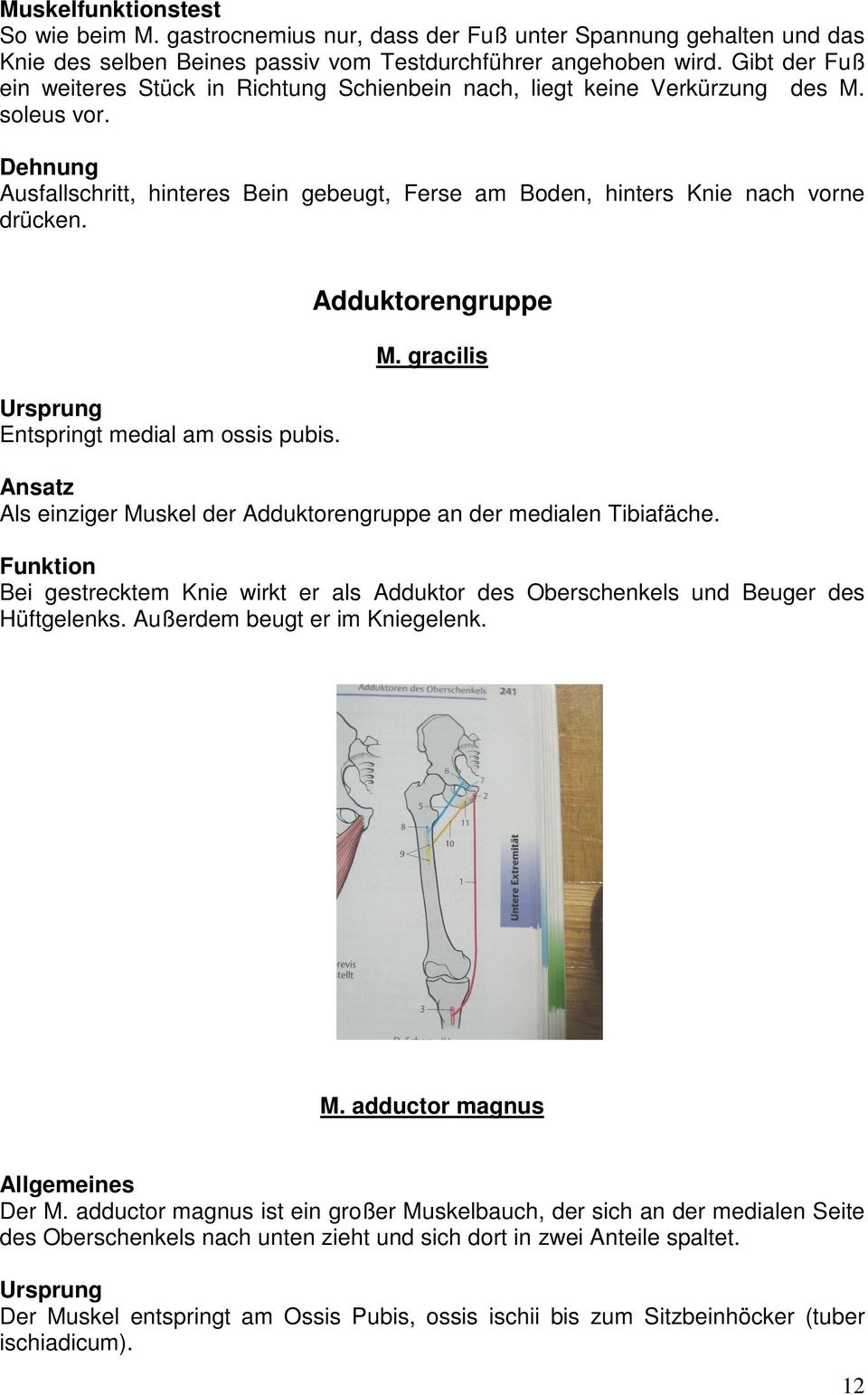 Entspringt medial am ossis pubis. Adduktorengruppe M. gracilis Als einziger Muskel der Adduktorengruppe an der medialen Tibiafäche.