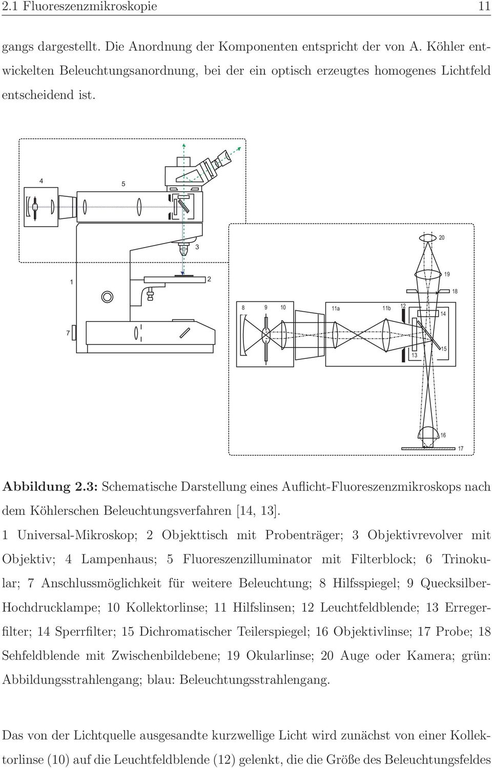 3: Schematische Darstellung eines Auflicht-Fluoreszenzmikroskops nach dem Köhlerschen Beleuchtungsverfahren [14, 13].