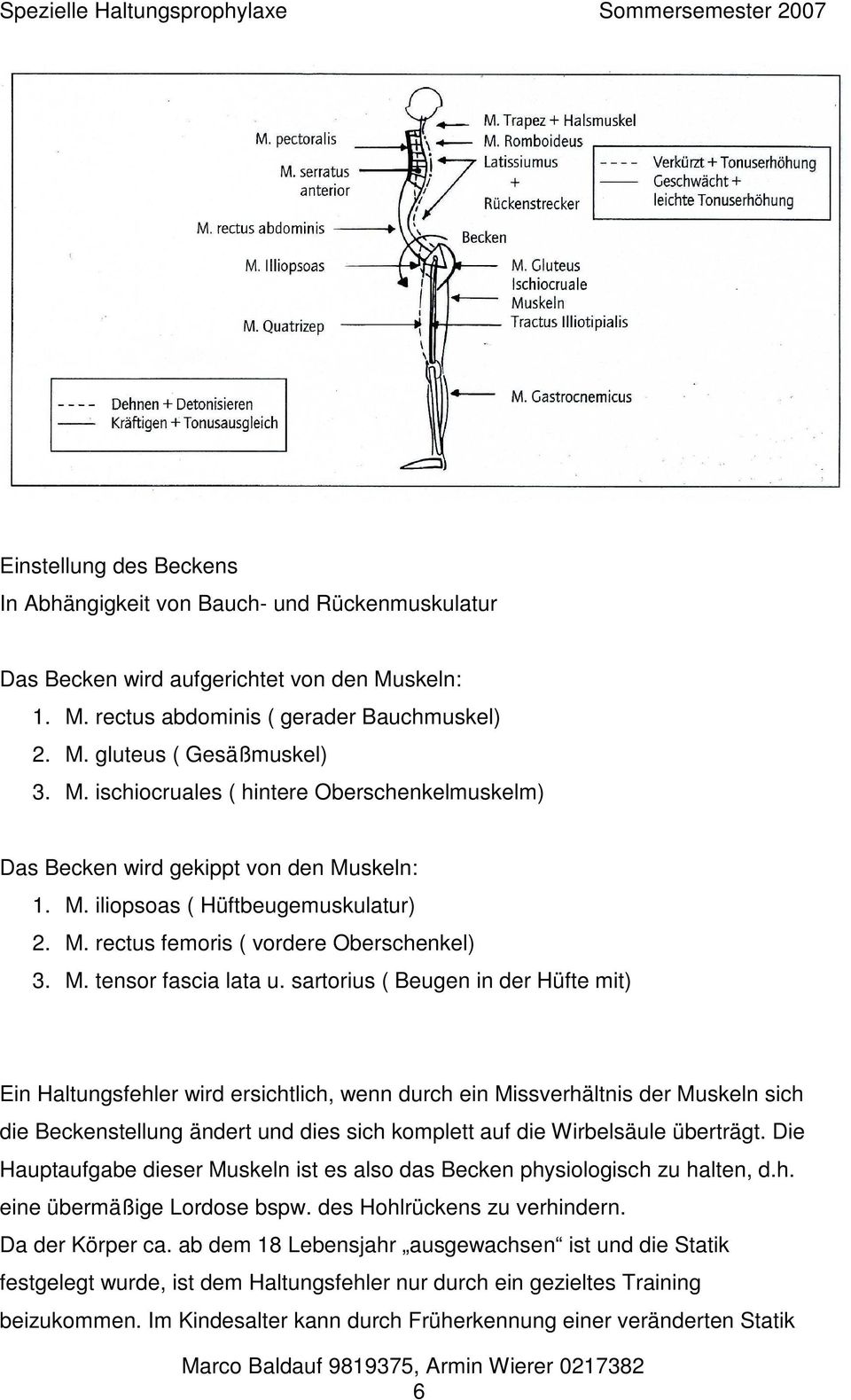 sartorius ( Beugen in der Hüfte mit) Ein Haltungsfehler wird ersichtlich, wenn durch ein Missverhältnis der Muskeln sich die Beckenstellung ändert und dies sich komplett auf die Wirbelsäule überträgt.