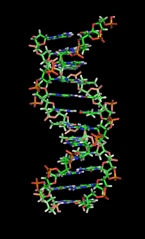 DNA (Desoxyribonukleinsäure) Enthält Instruktionen für den