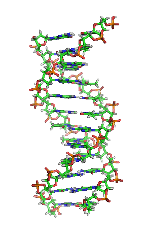 Die DNA - Anatomie eines Makromoleküls Die Strukturaufklärung gelang 1953 anhand der