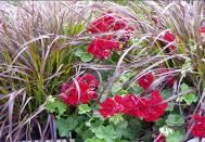 Blumenschmuck ganz lecker: Kohlrabi, Pflücksalat und Kapblumen Die Standortbedingungen und die Wüchsigkeit der einzelnen Pflanzen müssen aufeinander abgestimmt werden.