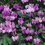 Cyclamen coum Frühlings-Alpenveilchen I - III Kaukasus Knolle als Überdauerungsorgan.