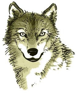 % der Befragten WWF-Umfrage zum Wolf: Was wünschen Sie sich von den Behörden und Institutionen?