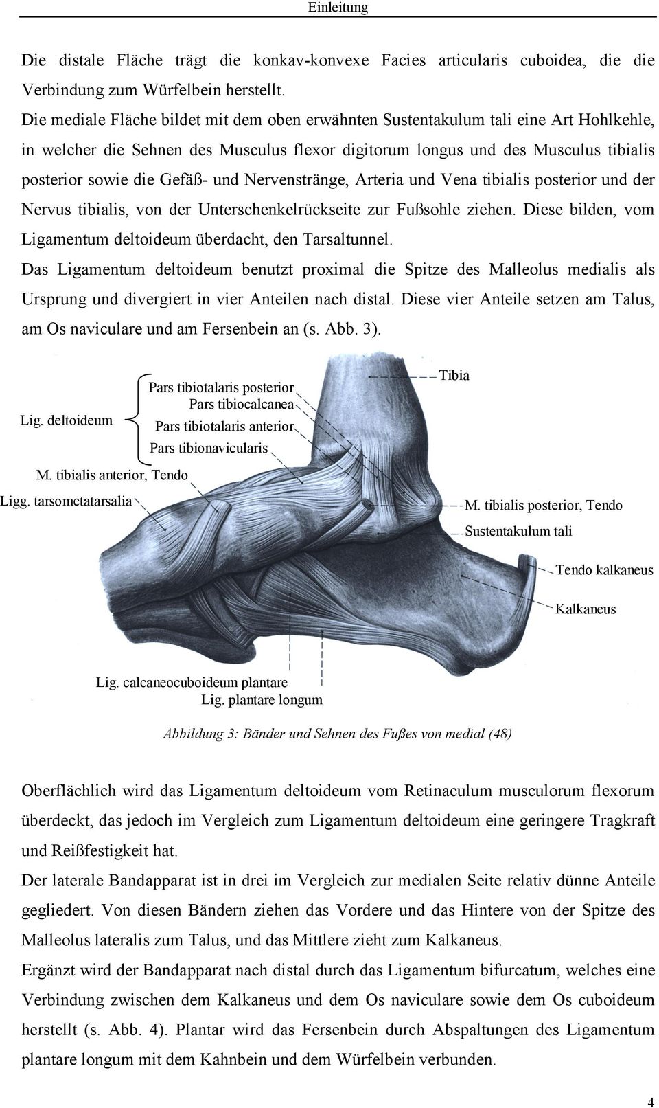und Nervenstränge, Arteria und Vena tibialis posterior und der Nervus tibialis, von der Unterschenkelrückseite zur Fußsohle ziehen. Diese bilden, vom Ligamentum deltoideum überdacht, den Tarsaltunnel.