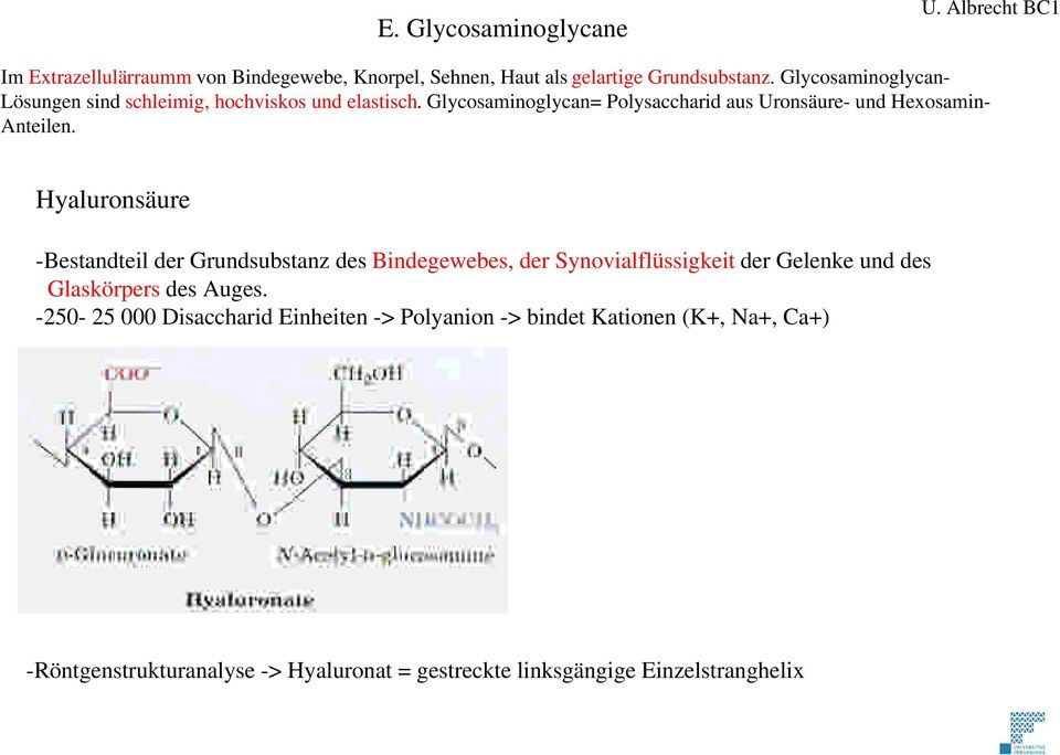 Glycosaminoglycan= Polysaccharid aus Uronsäure- und Hexosamin- Anteilen.