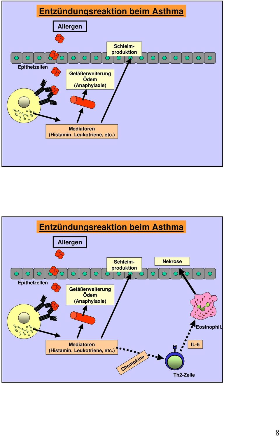 ) Entzündungsreaktion beim Asthma Allergen Schleimproduktion Schleimproduktion Nekrose