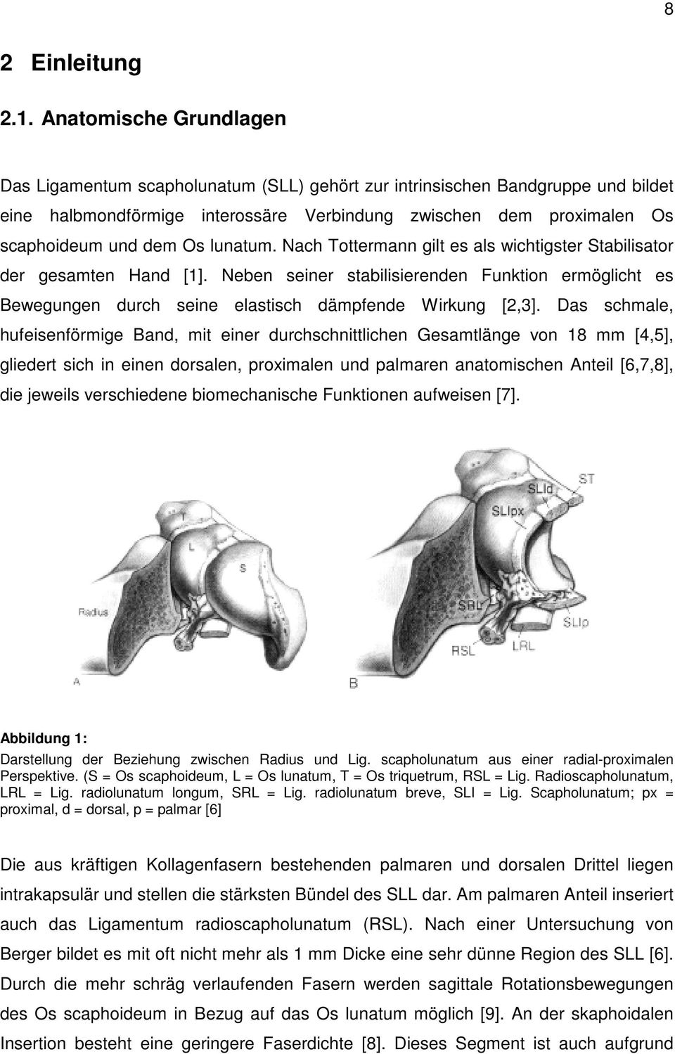 lunatum. Nach Tottermann gilt es als wichtigster Stabilisator der gesamten Hand [1]. Neben seiner stabilisierenden Funktion ermöglicht es Bewegungen durch seine elastisch dämpfende Wirkung [2,3].