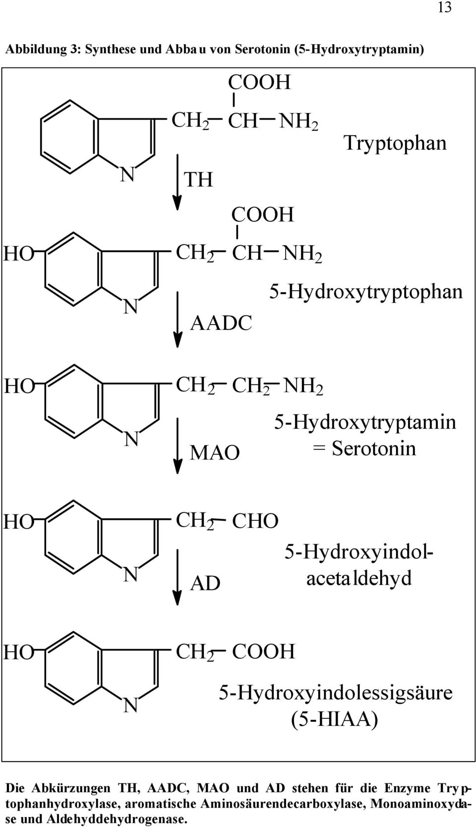 5-Hydroxyindolacetaldehyd HO CH 2 COOH N 5-Hydroxyindolessigsäure (5-HIAA) Die Abkürzungen TH, AADC, MAO und AD