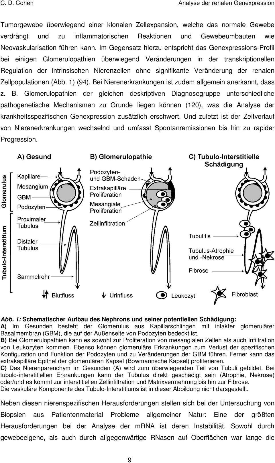 Veränderung der renalen Zellpopulationen (Abb. 1) (94). Be