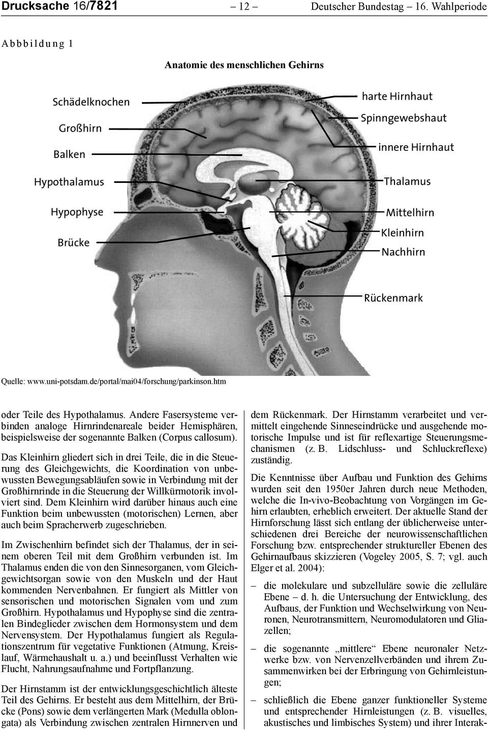 Nachhirn Rückenmark Quelle: www.uni-potsdam.de/portal/mai04/forschung/parkinson.htm oder Teile des Hypothalamus.