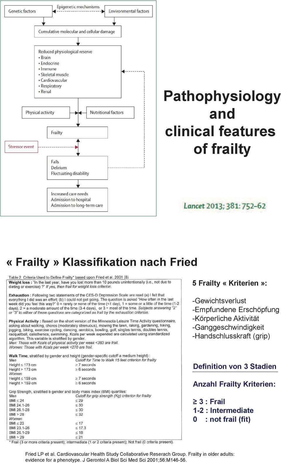 von 3 Stadien Anzahl Frailty Kriterien: 3 : Frail 1-2 : Intermediate 0 : not frail (fit) Fried LP et al.