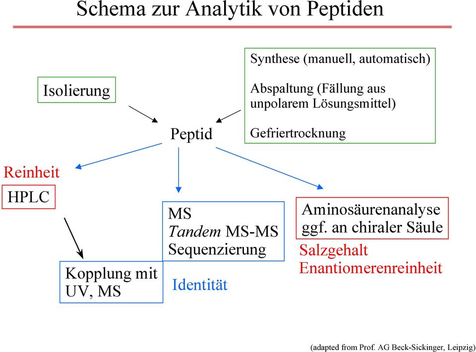 HPLC Kopplung mit UV, MS MS Tandem MS-MS Sequenzierung Identität Aminosäurenanalyse