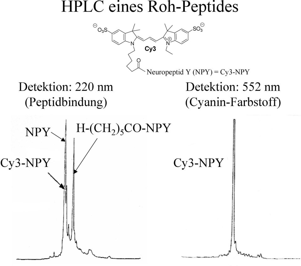 Neuropeptid Y (NPY) = Cy3-NPY Detektion: 552