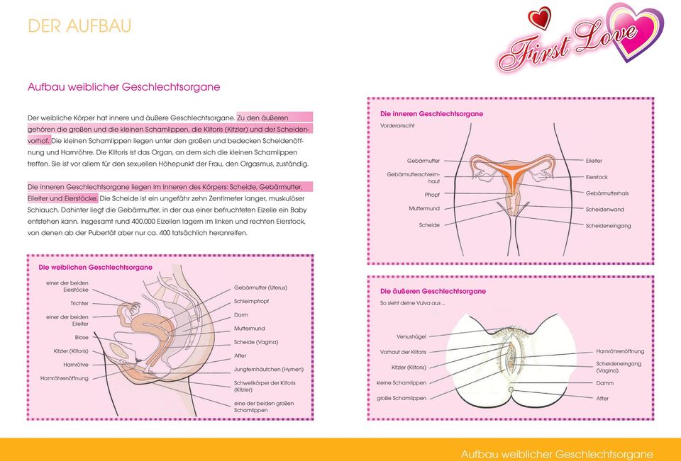 Die kleinen Schamlippen liegen unter den großen und bedecken Scheidenöffnung und Harnröhre. Die Klitoris ist das Organ, an dem sich die kleinen Schamlippen treffen.