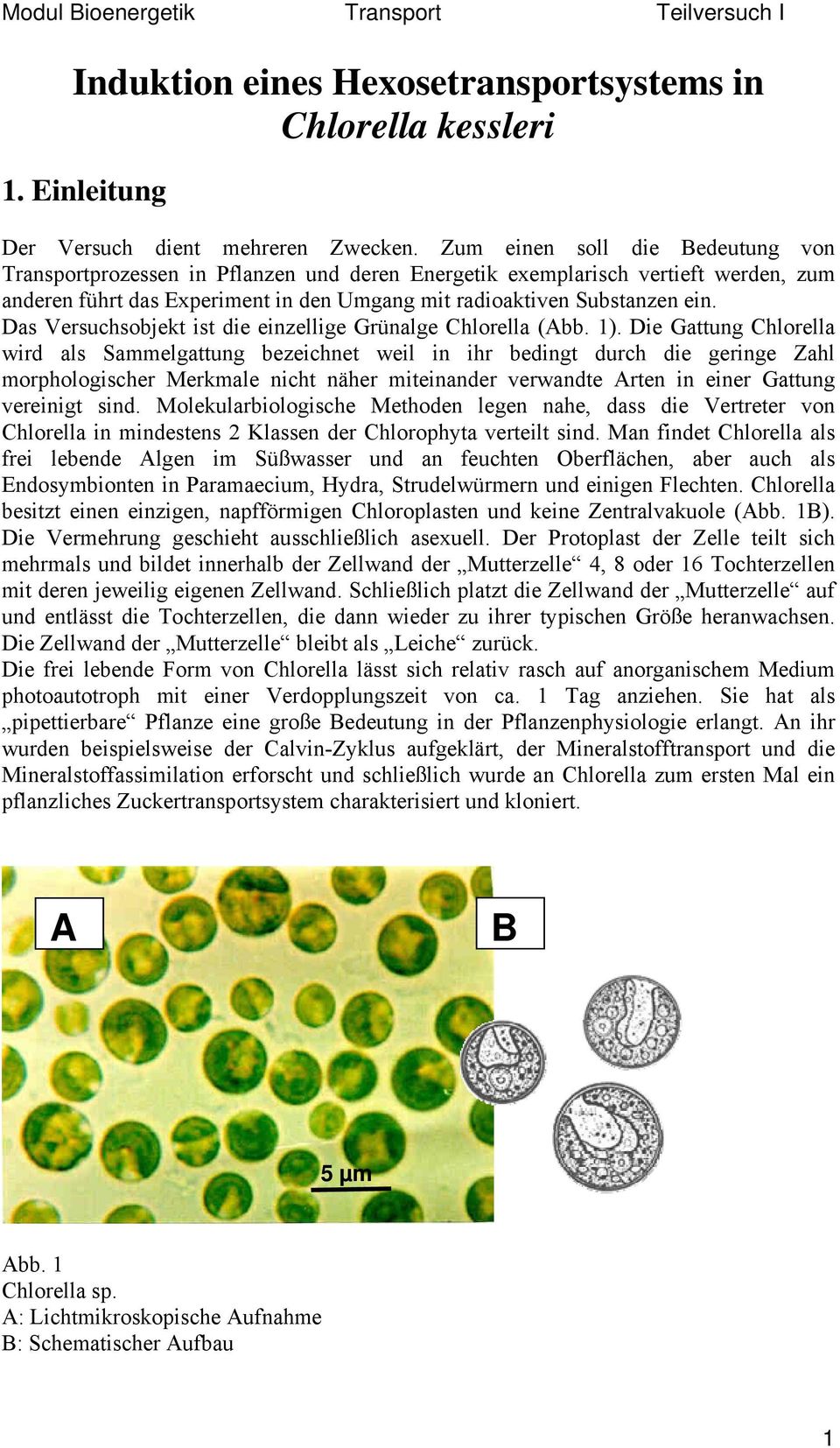Das Versuchsobjekt ist die einzellige Grünalge Chlorella (Abb. 1).