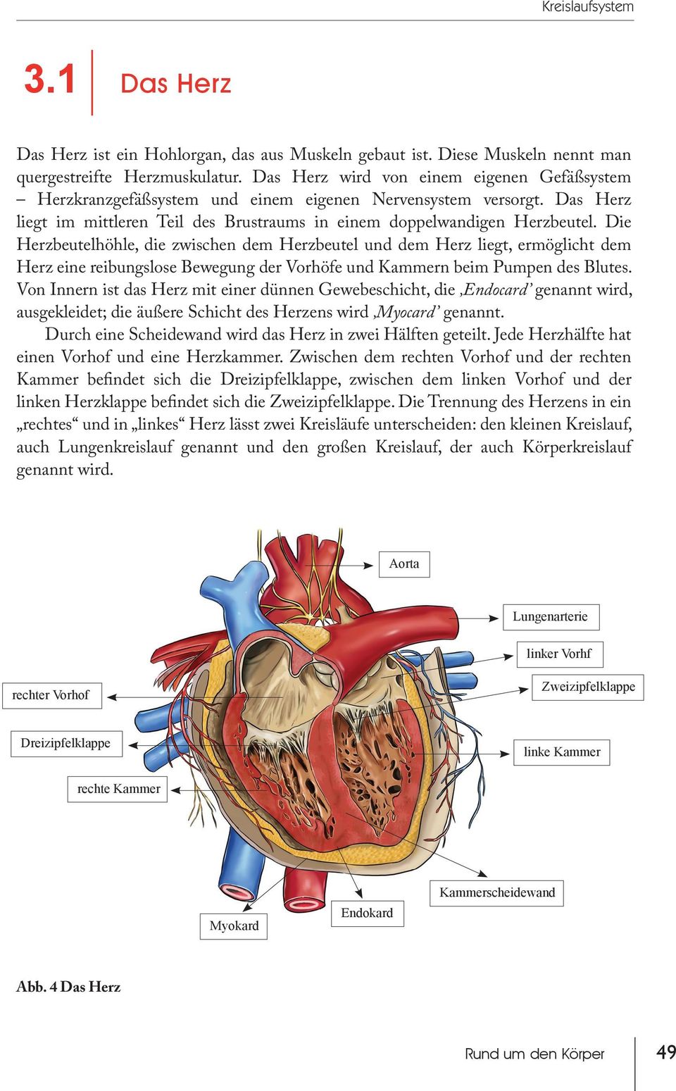Die Herzbeutelhöhle, die zwischen dem Herzbeutel und dem Herz liegt, ermöglicht dem Herz eine reibungslose Bewegung der Vorhöfe und Kammern beim Pumpen des Blutes.