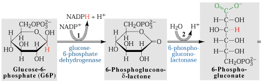 A. Stufe 1: Oxidation unter Bildung von NADPH und Ribulose-5-phosphat Startpunkt G6P aus Glykolyse