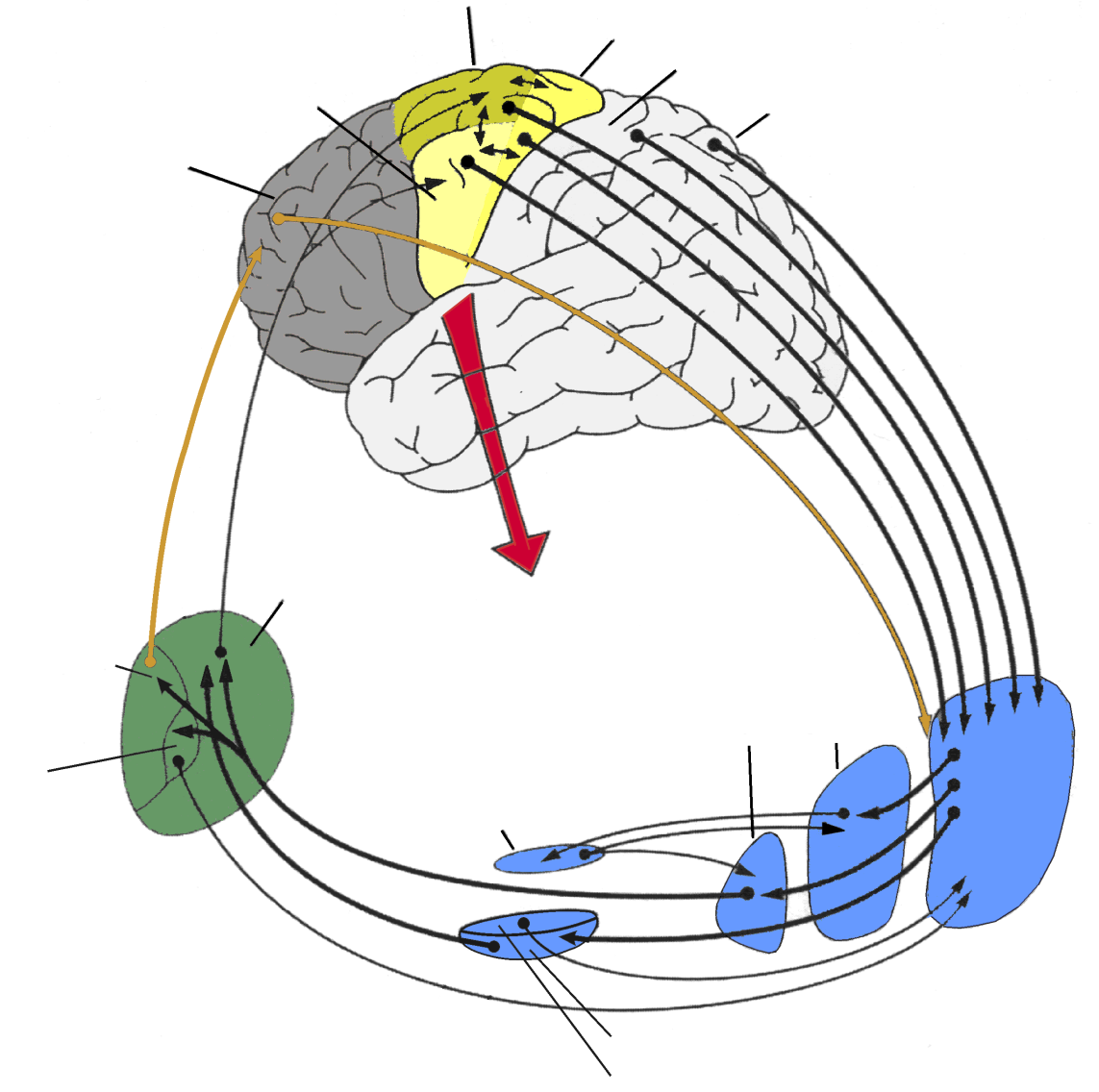 Willentliche Handlungsentscheidungen präfrontaler Cortex supplementärmotorisches Areal primärer motorischer Cortex somatosensorischer Cortex posterior-parietaler Cortex THALAMUS Nucleus