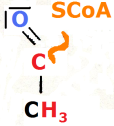 Da beim Abbau von 1 Molekül Glycose 2 Acetyl-CoA entstehen: Bilanz: 2 + 2 ADP + 2 P + 6 NAD +