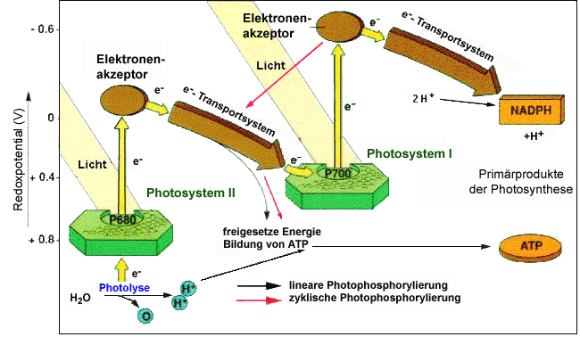 Gesamtgleichung der Photosynthese Licht Chlorophyll 6 CO 2 + 12 H 2 O C 6 H 12 O 6 + 6 O 2 + 6 H 2 O Elektronentransport und Photophosphorylierung zeichnen können!