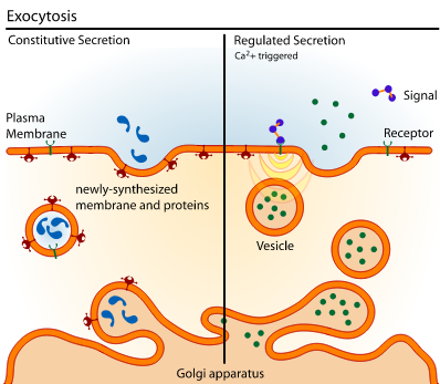 Exozytose ist eine Art des Stofftransports aus der Zelle heraus.