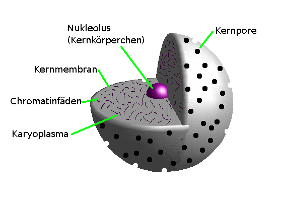 Allgemeiner Überblick über den Zellkern (Nucleus) Der Zellkern ist die Schalt- und Überwachungszentrale einer eukaryotischen Zelle.