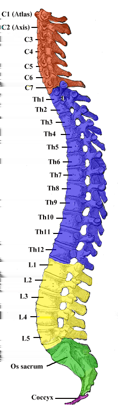 5 / 39 Wirbelsäule Die Wirbelsäule ist in mindestens 4 Bereiche aufgeteilt: Halswirbelsäule (rot) Brustwirbelsäule (blau) Lendenwirbelsäule (gelb) Falsche Wirbel