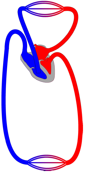 Der Blutkreislauf rechts links Lungenkreislauf Lungen- Arterie Lunge Lungen- Vene Herz