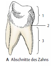 Zahn - Dens 1. Zahnkrone Corona dentis 2. Zahnhals Cervix dentis 3.