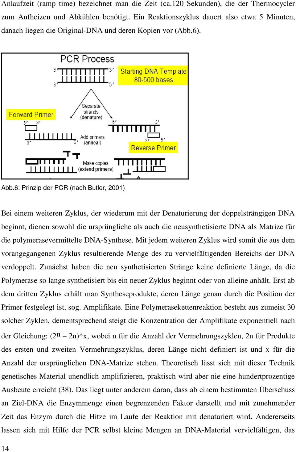 6: Prinzip der PCR (nach Butler, 2001) Bei einem weiteren Zyklus, der wiederum mit der Denaturierung der doppelsträngigen DNA beginnt, dienen sowohl die ursprüngliche als auch die neusynthetisierte
