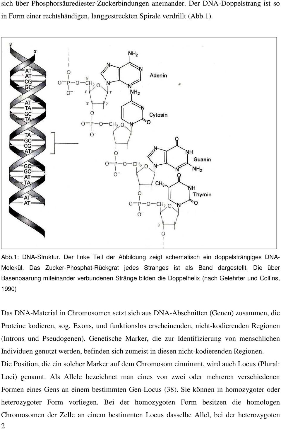 Die über Basenpaarung miteinander verbundenen Stränge bilden die Doppelhelix (nach Gelehrter und Collins, 1990) Das DNA-Material in Chromosomen setzt sich aus DNA-Abschnitten (Genen) zusammen, die