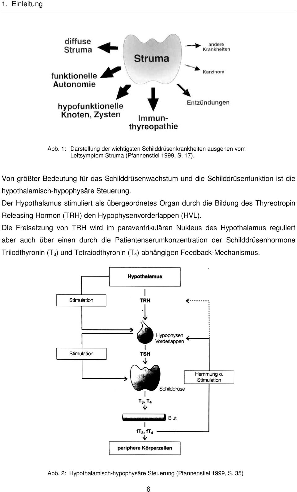 Der Hypothalamus stimuliert als übergeordnetes Organ durch die Bildung des Thyreotropin Releasing Hormon (TRH) den Hypophysenvorderlappen (HVL).