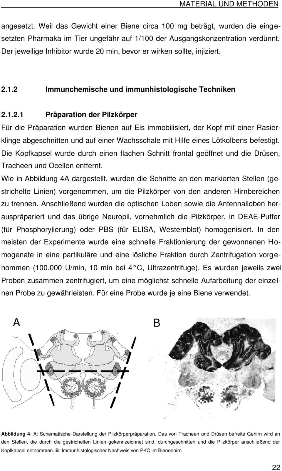 min, bevor er wirken sollte, injiziert. 2.