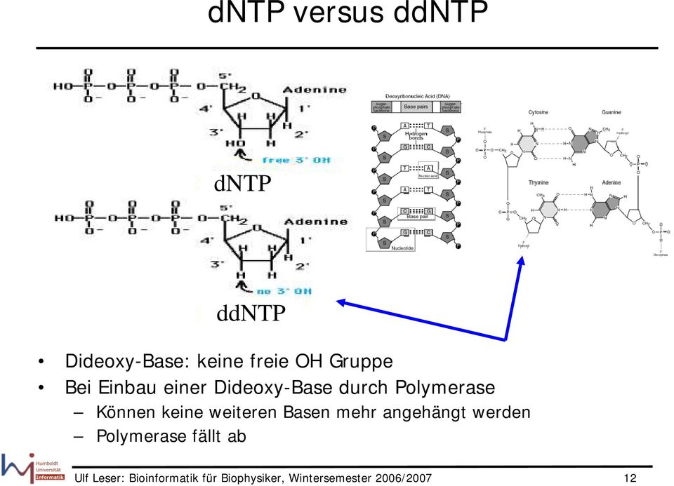 keine weiteren Basen mehr angehängt werden Polymerase fällt ab