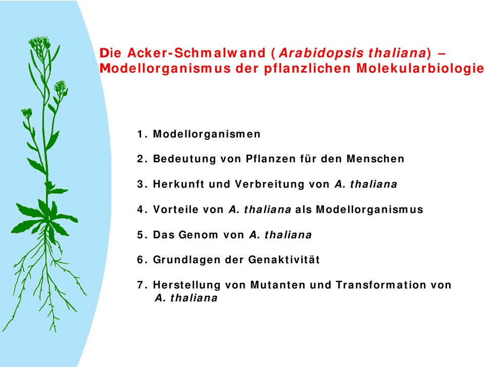 Herkunft und Verbreitung von A. thaliana 4. Vorteile von A. thaliana als Modellorganismus 5.