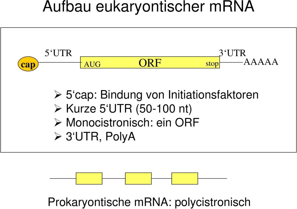 Kurze 5 UTR (50-100 nt) Monocistronisch: ein ORF 3