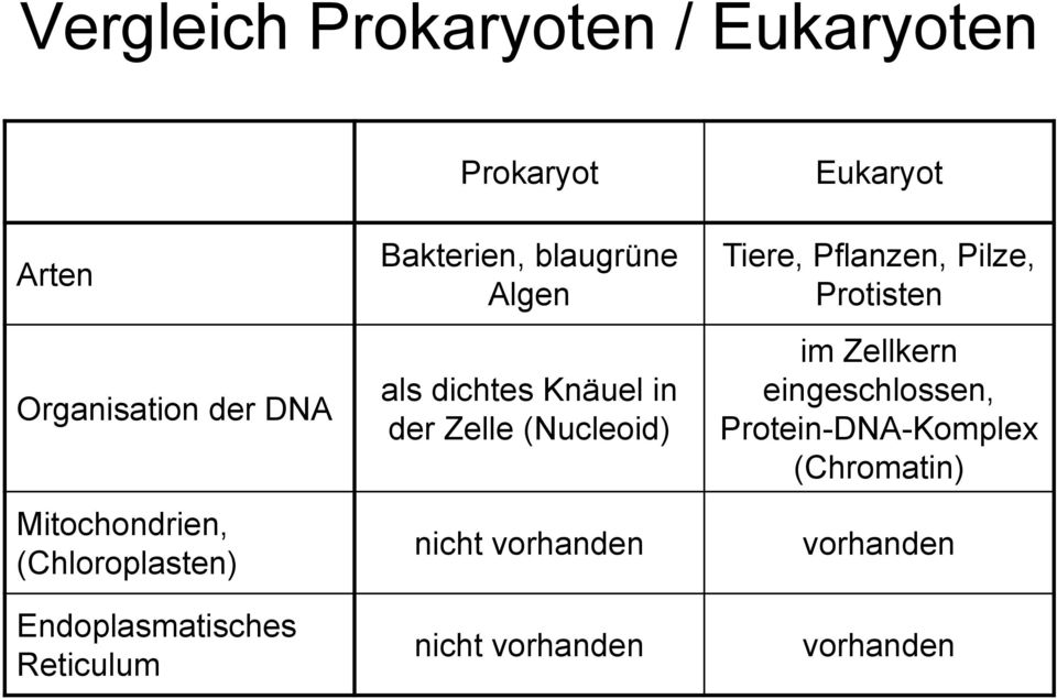 dichtes Knäuel in der Zelle (Nucleoid) nicht vorhanden nicht vorhanden Eukaryot Tiere,
