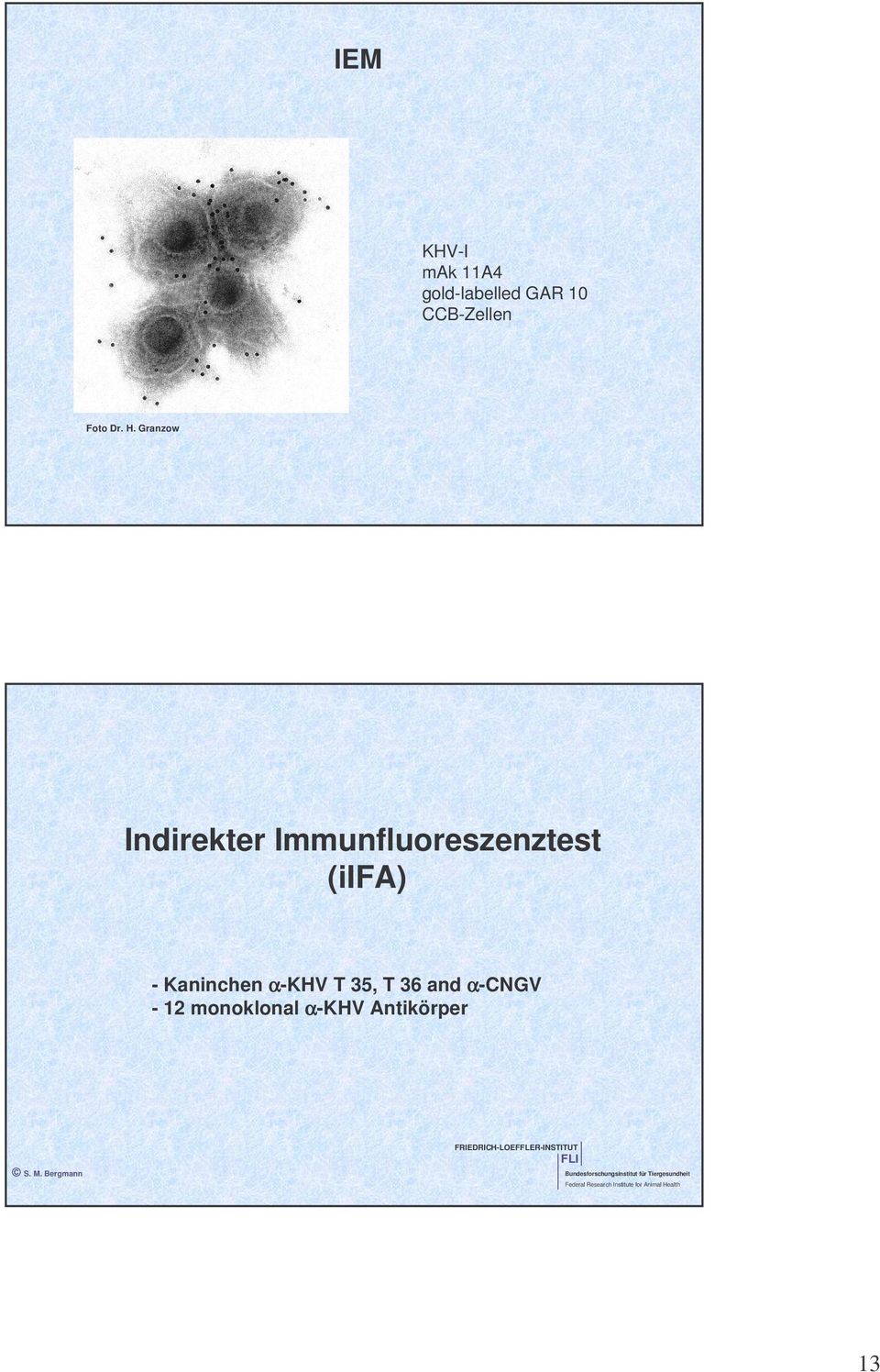 Granzow Indirekter Immunfluoreszenztest (iifa)
