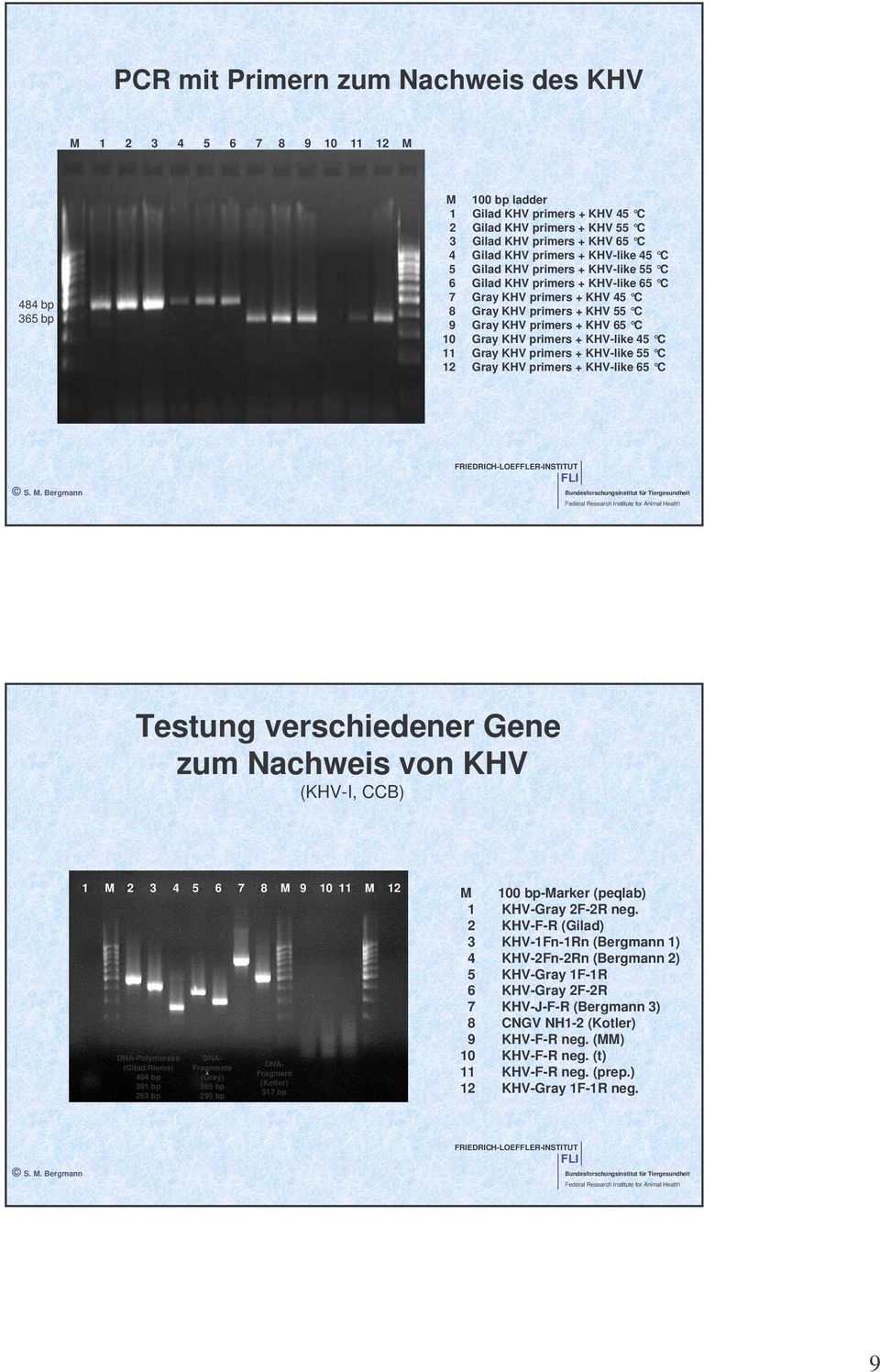 KHV primers + KHV-like 45 C 11 Gray KHV primers + KHV-like 55 C 12 Gray KHV primers + KHV-like 65 C Testung verschiedener Gene zum Nachweis von KHV (KHV-I, CCB) 1 M 2 3 4 5 6 7 8 M 9 10 11 M 12